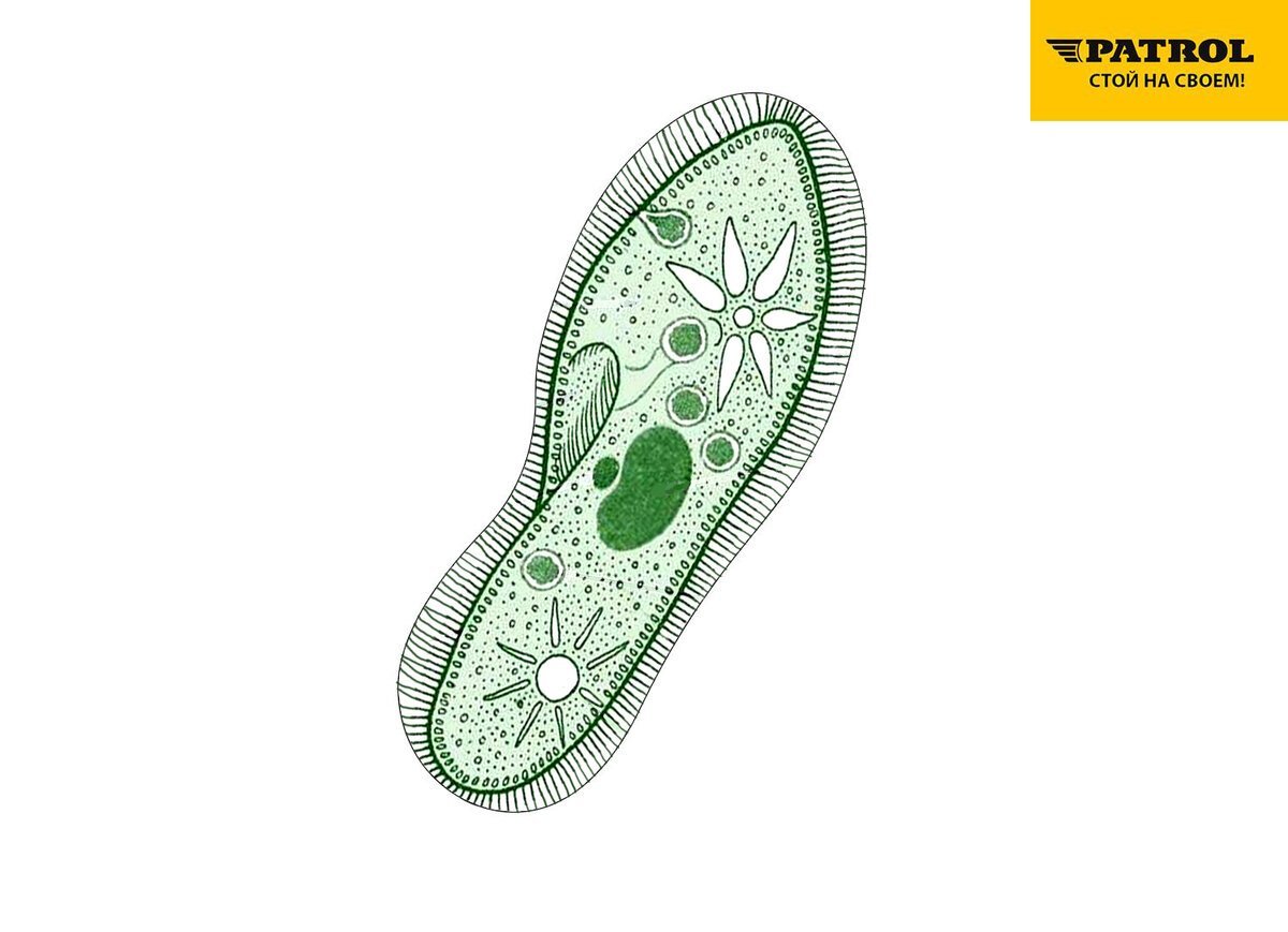 Paramecium caudatum классификация