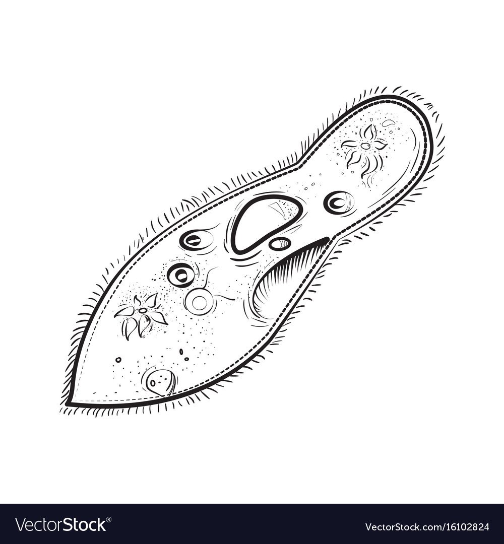 Инфузория туфелька это прокариот