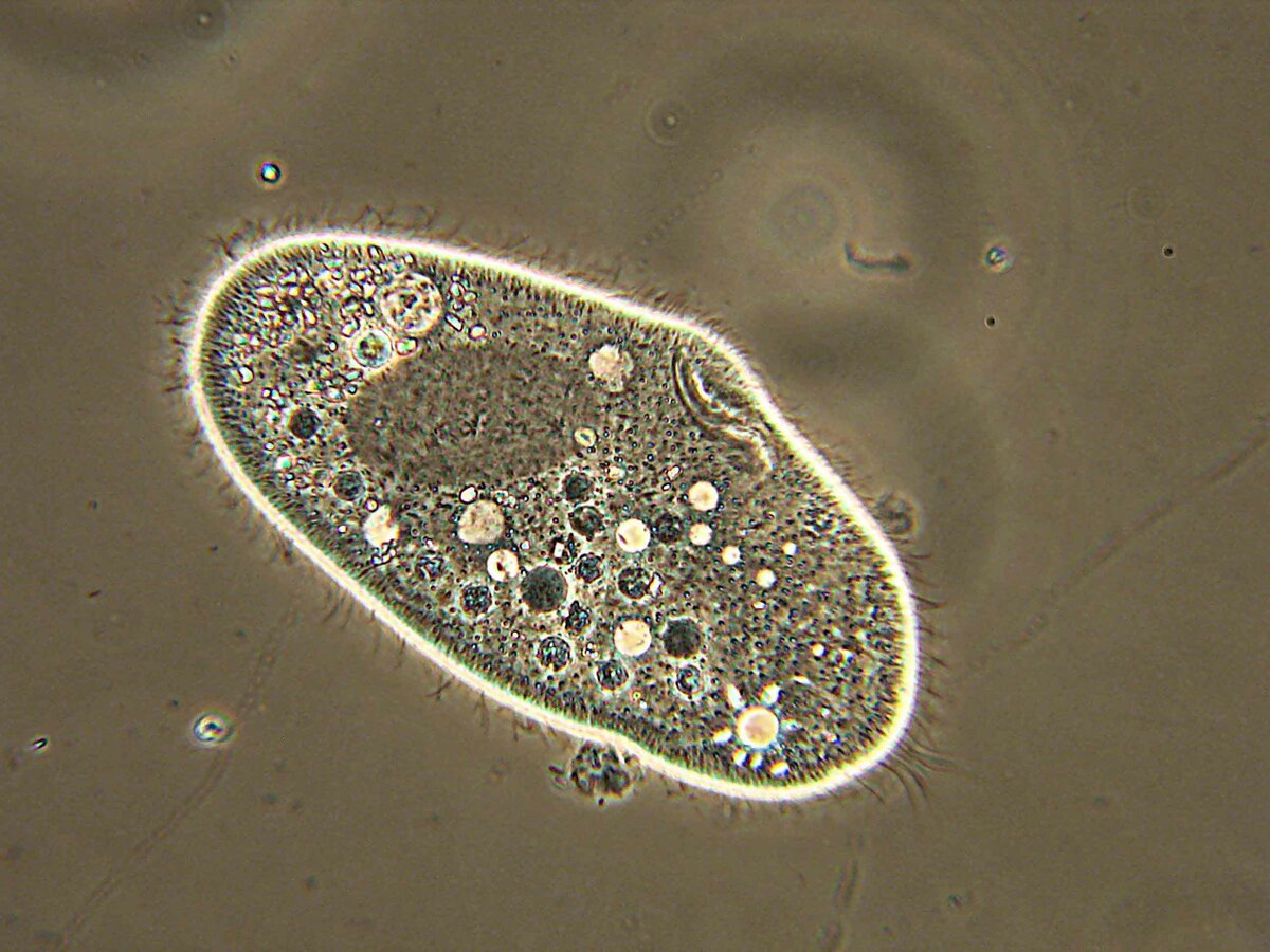 Одноклеточные инфузория туфелька