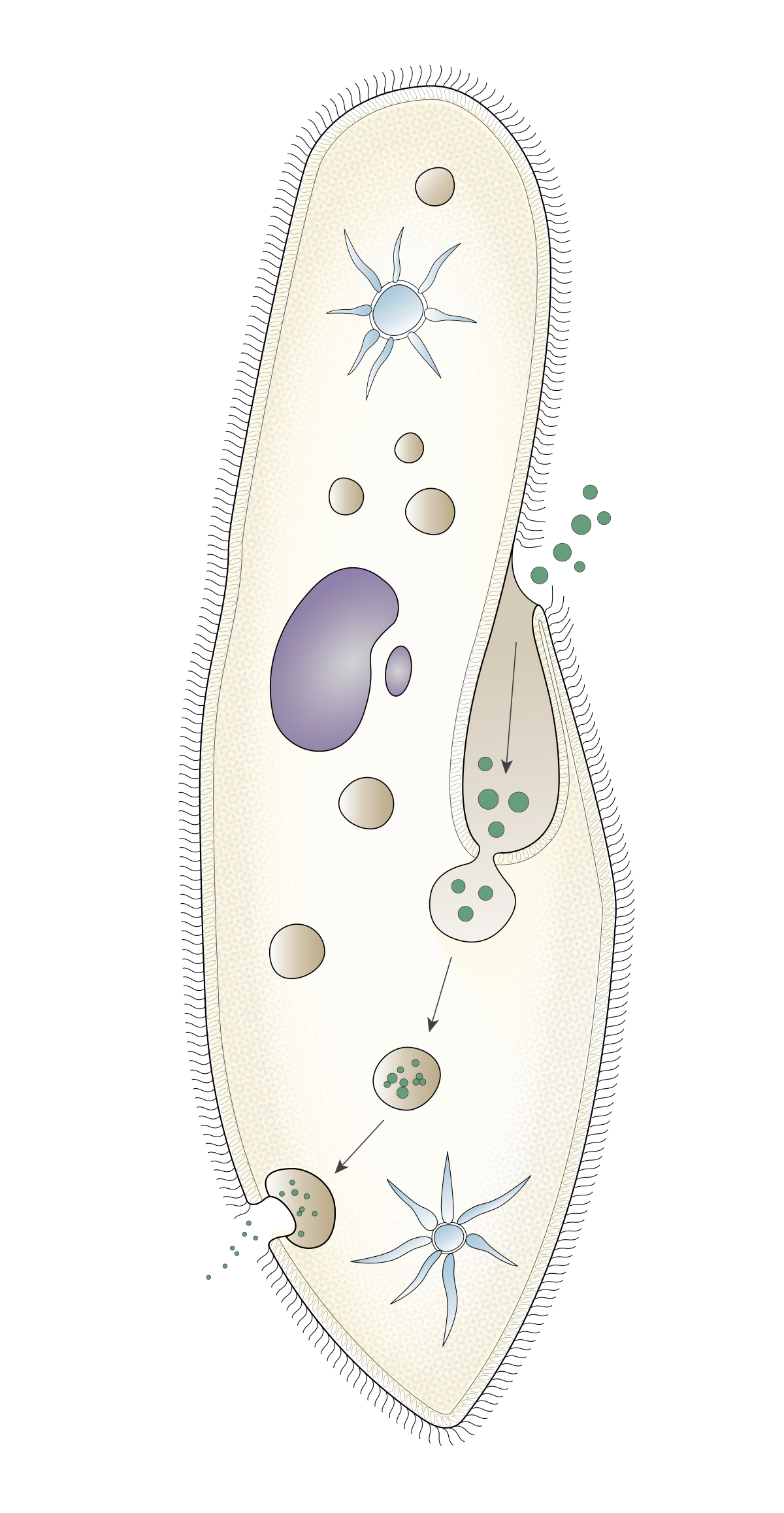 Инфузория туфелька