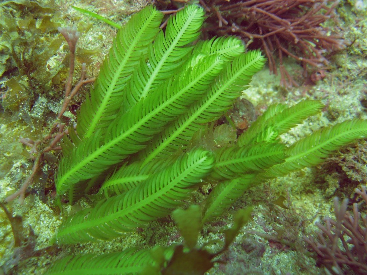 Каулерпа Тиссолистная