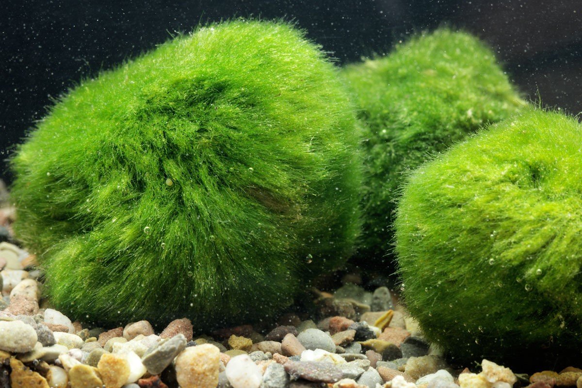 Кладофора водоросль