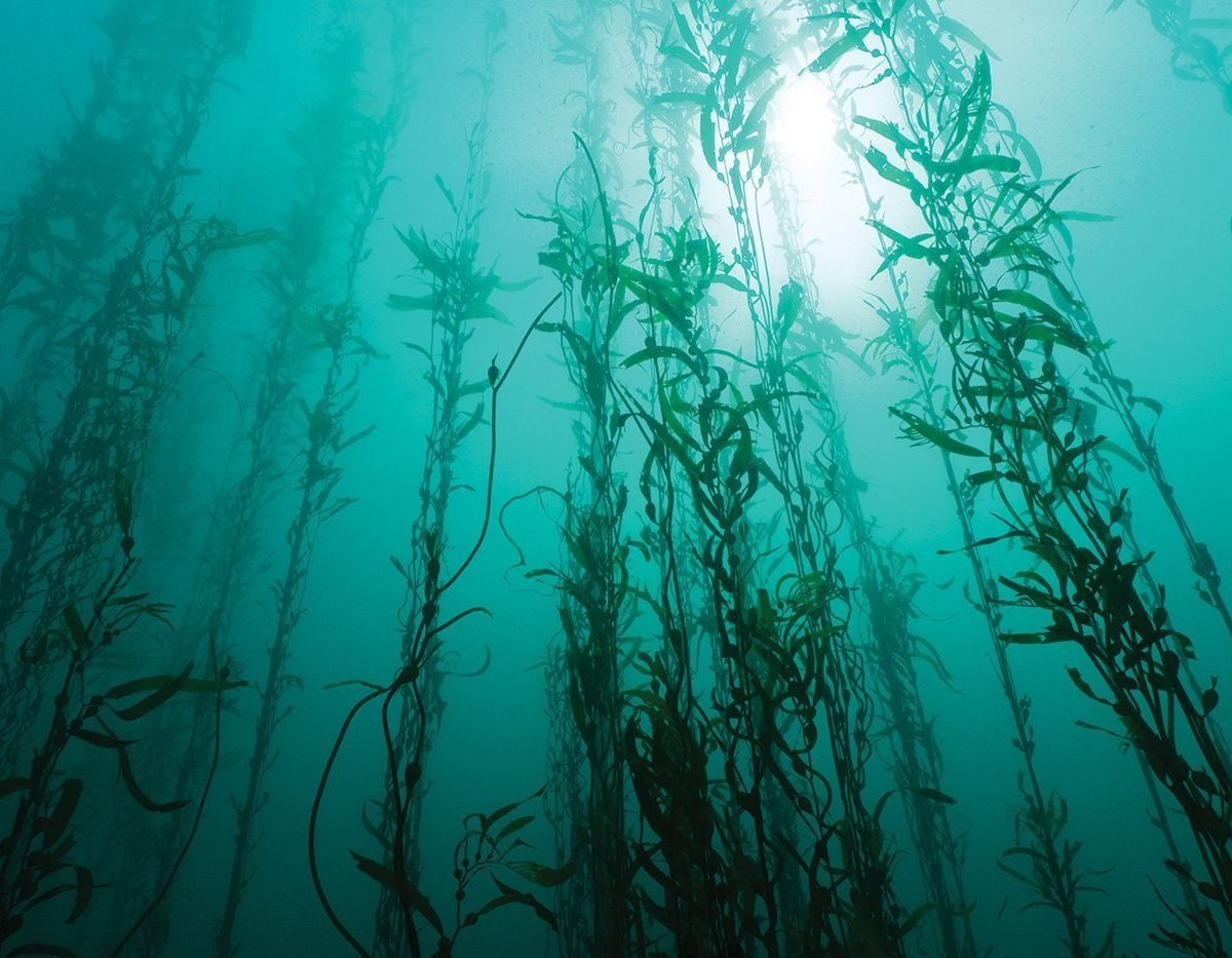 Прототека водоросль