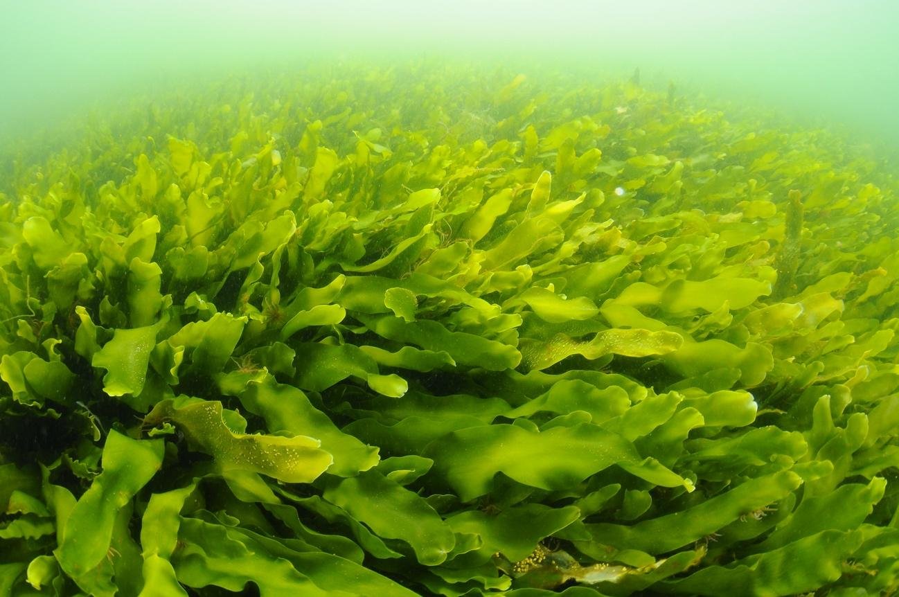 Натуральные водоросли. Морская водоросль каулерпа. Водоросли каулерпа Тихого океана. Рафидофициевые водоросли. Каулерпа прорастающая.