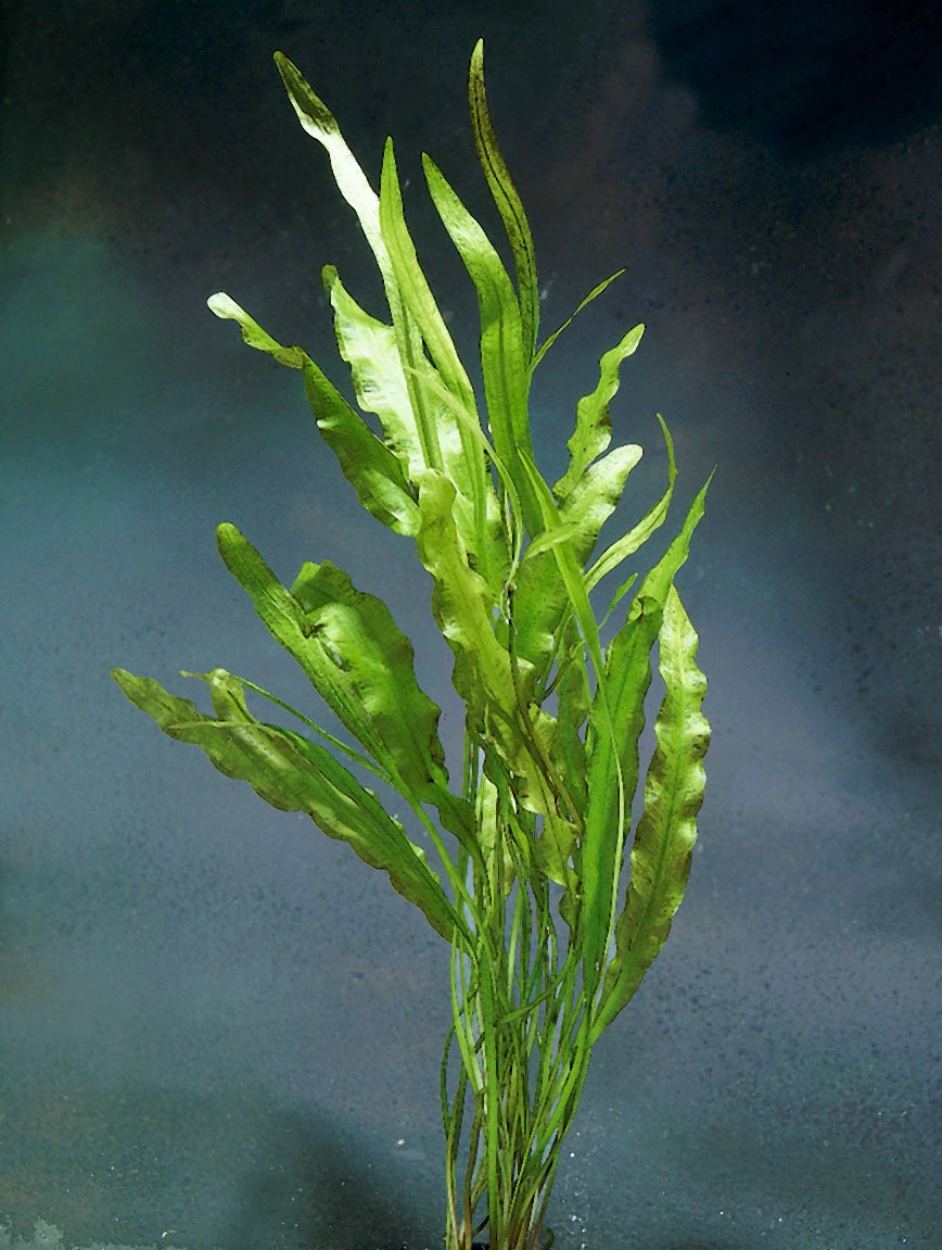 Синезеленая водоросль спирулина