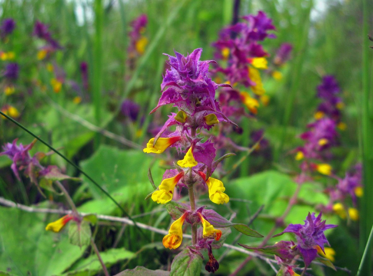 Марьянник Дубравный