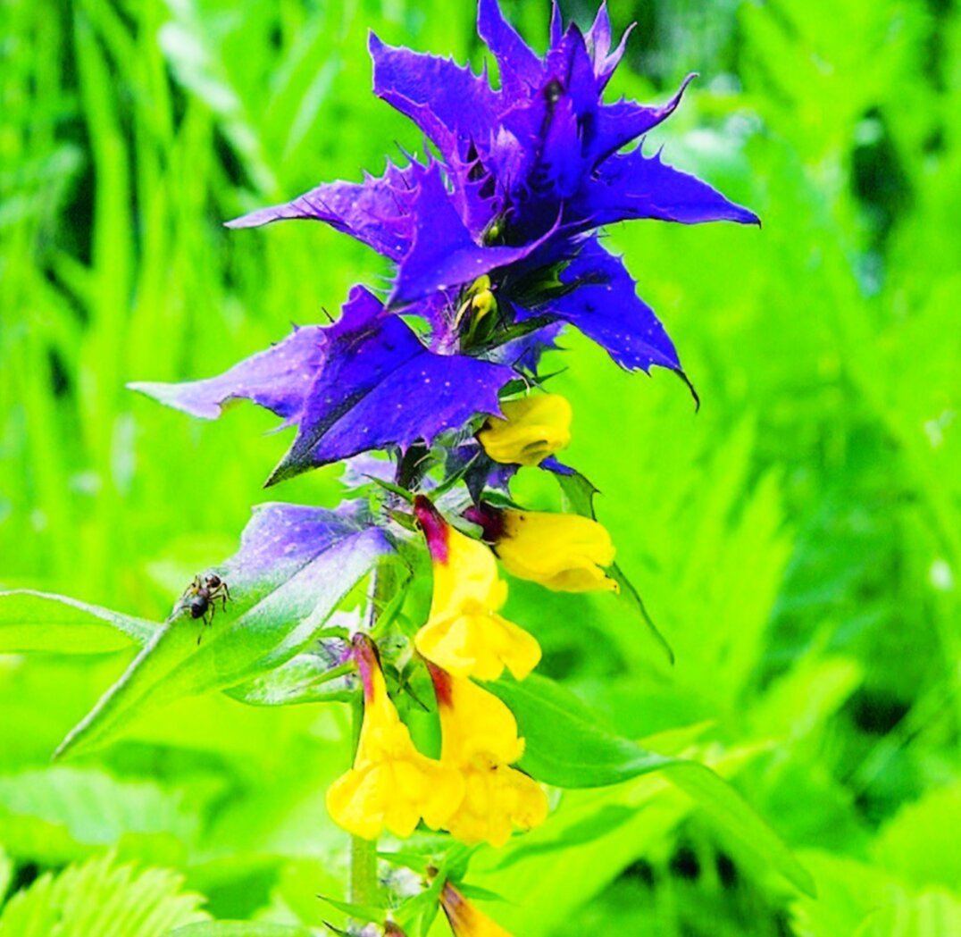 Марьянник Дубравный Иван да Марья