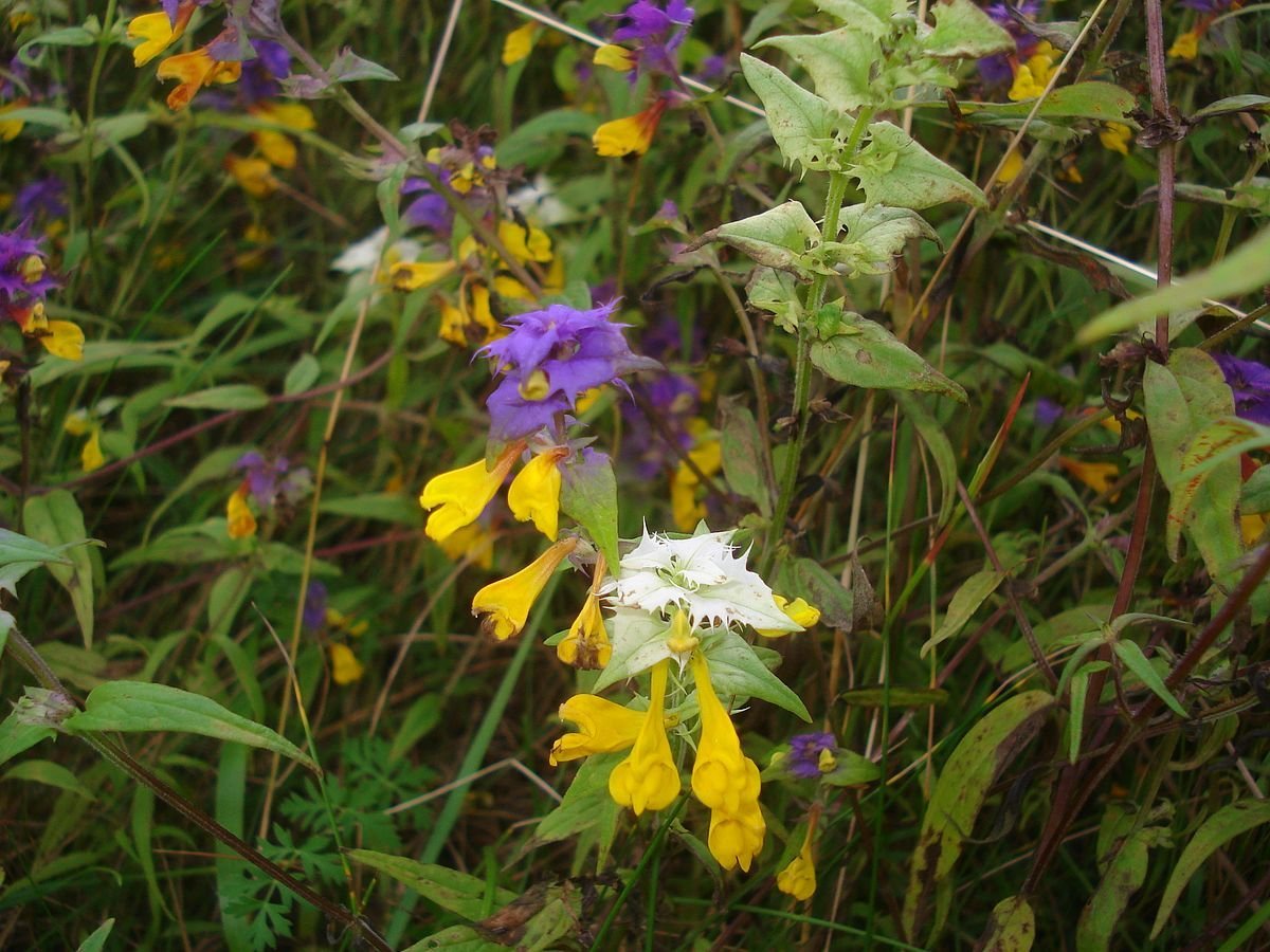 Иван-да-Марья цветок Легенда