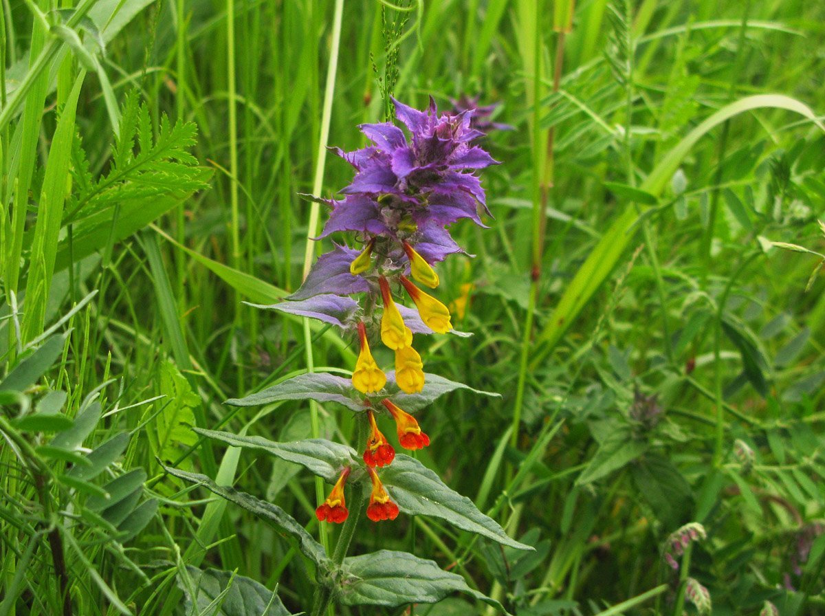 Марьянник Дубравный