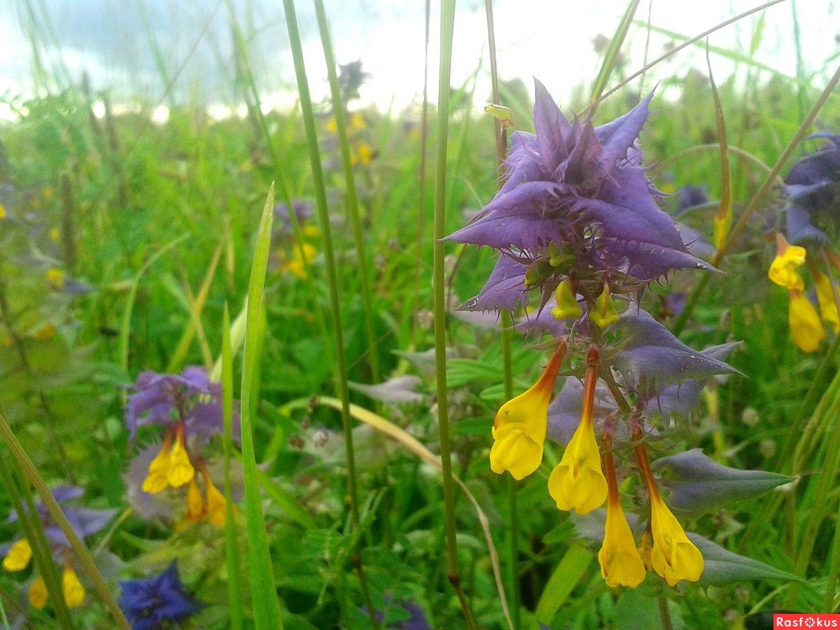 Букет "Иван да Марья"