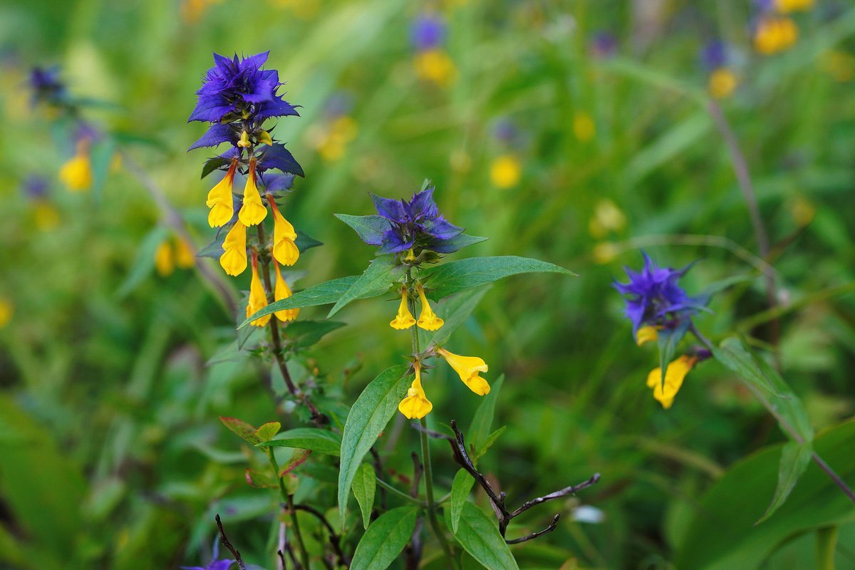 Марьянник Дубравный цветок