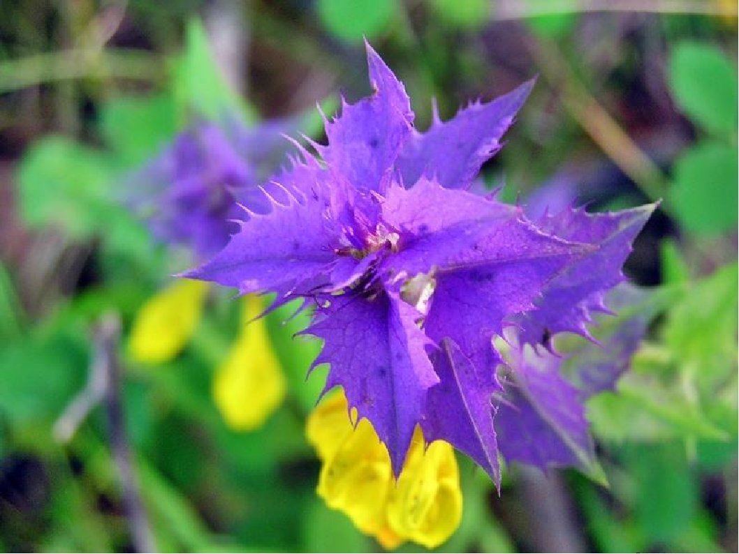 Художник Samarskaya Elena