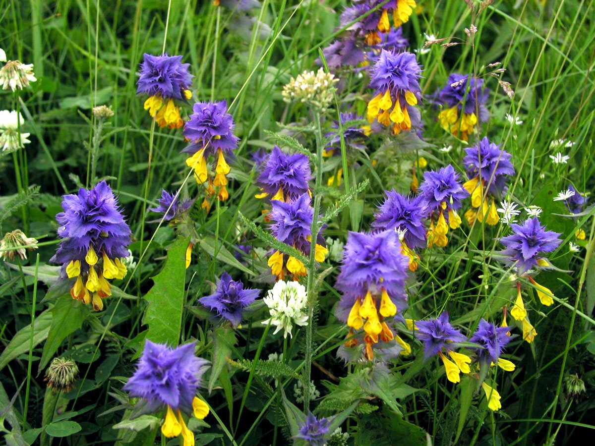 Иван да Марья щучка