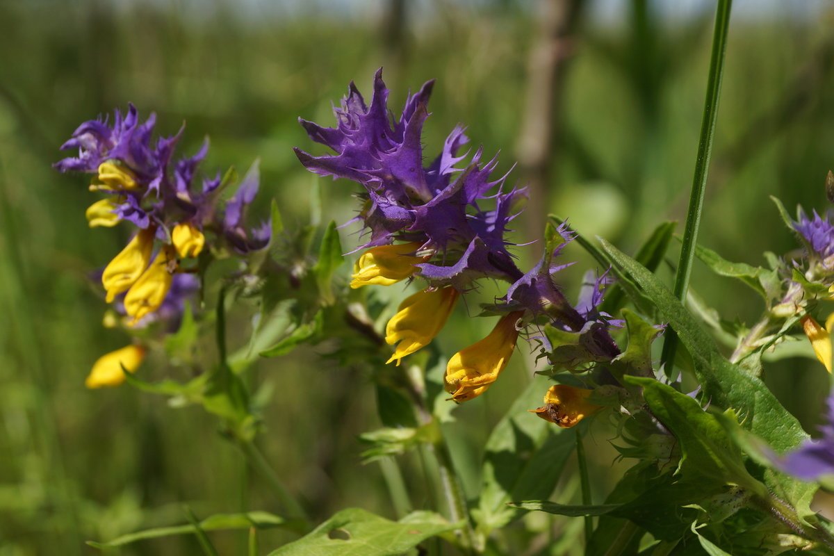 Группа Иван да Марья