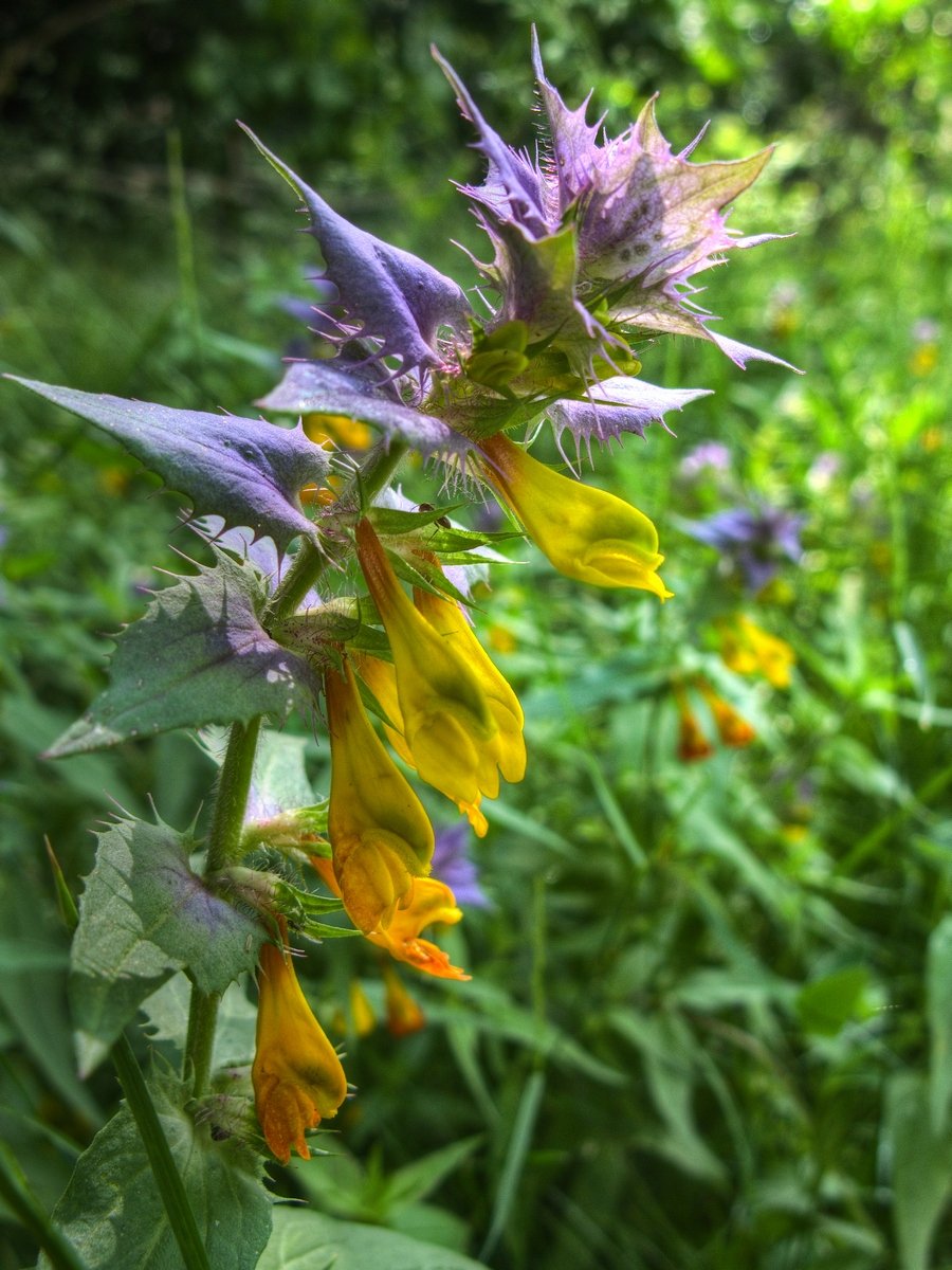 Семена марьянника