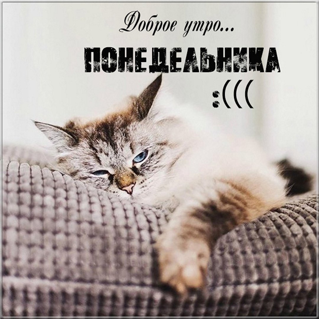 Открытки с добрым утром понедельника