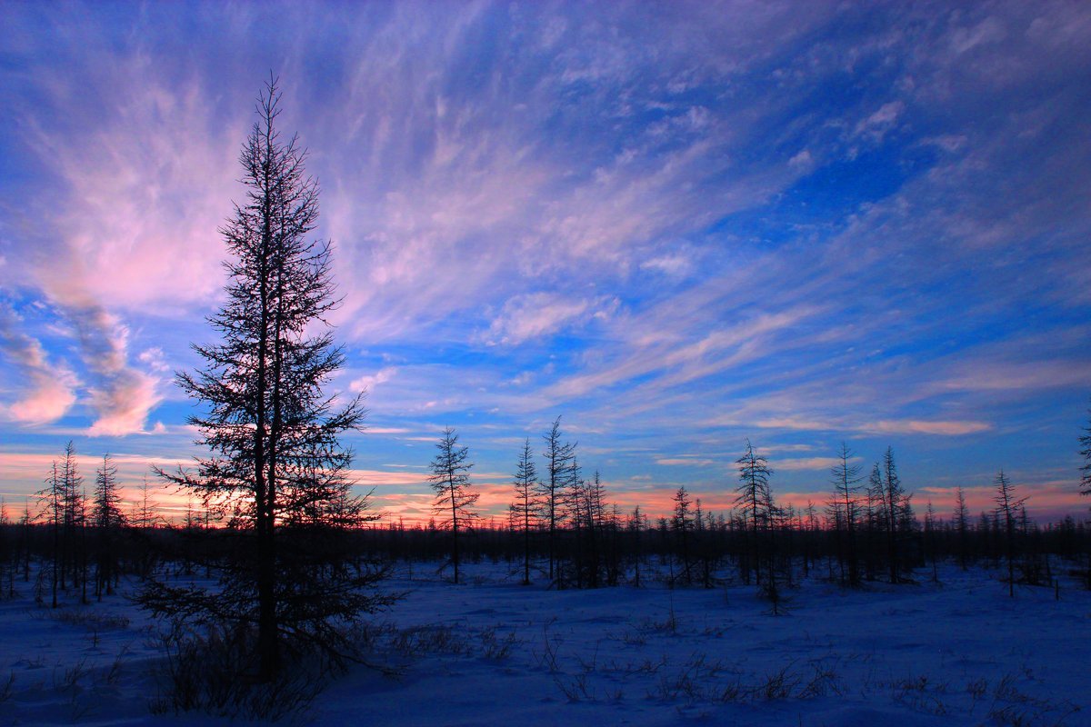 Деревья лесотундры