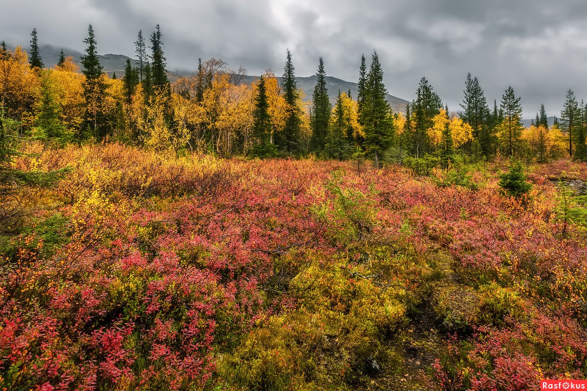 Природы Ямал Салехард
