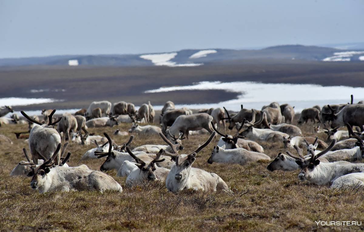Заповедник Таймыр оленеводство