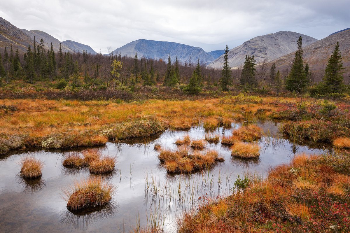 Сибирский тундряной Северный олень