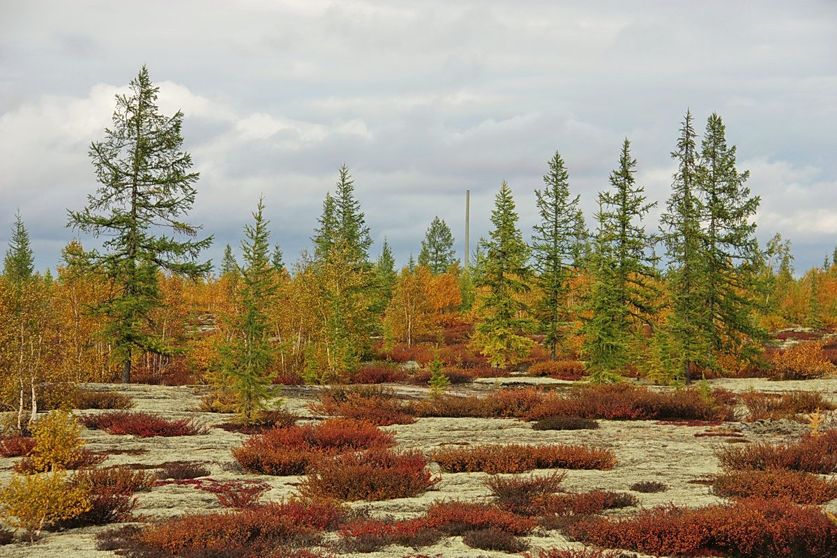 Северный олень Якутия