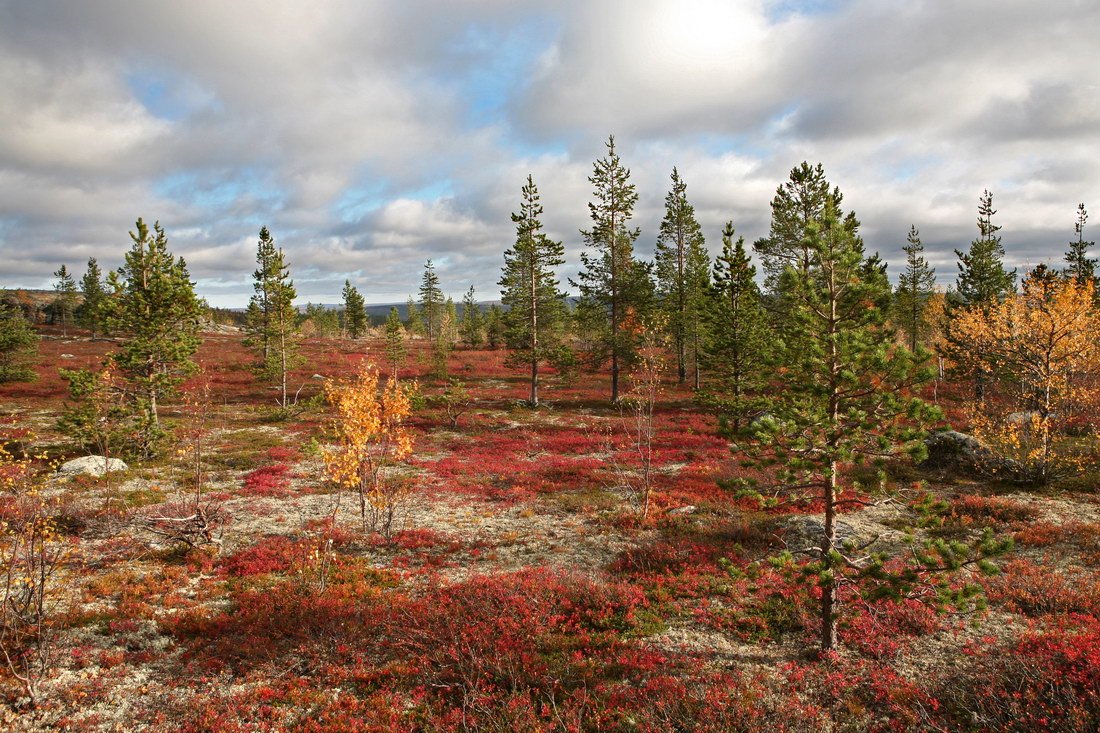 Тундра Безлесная зона