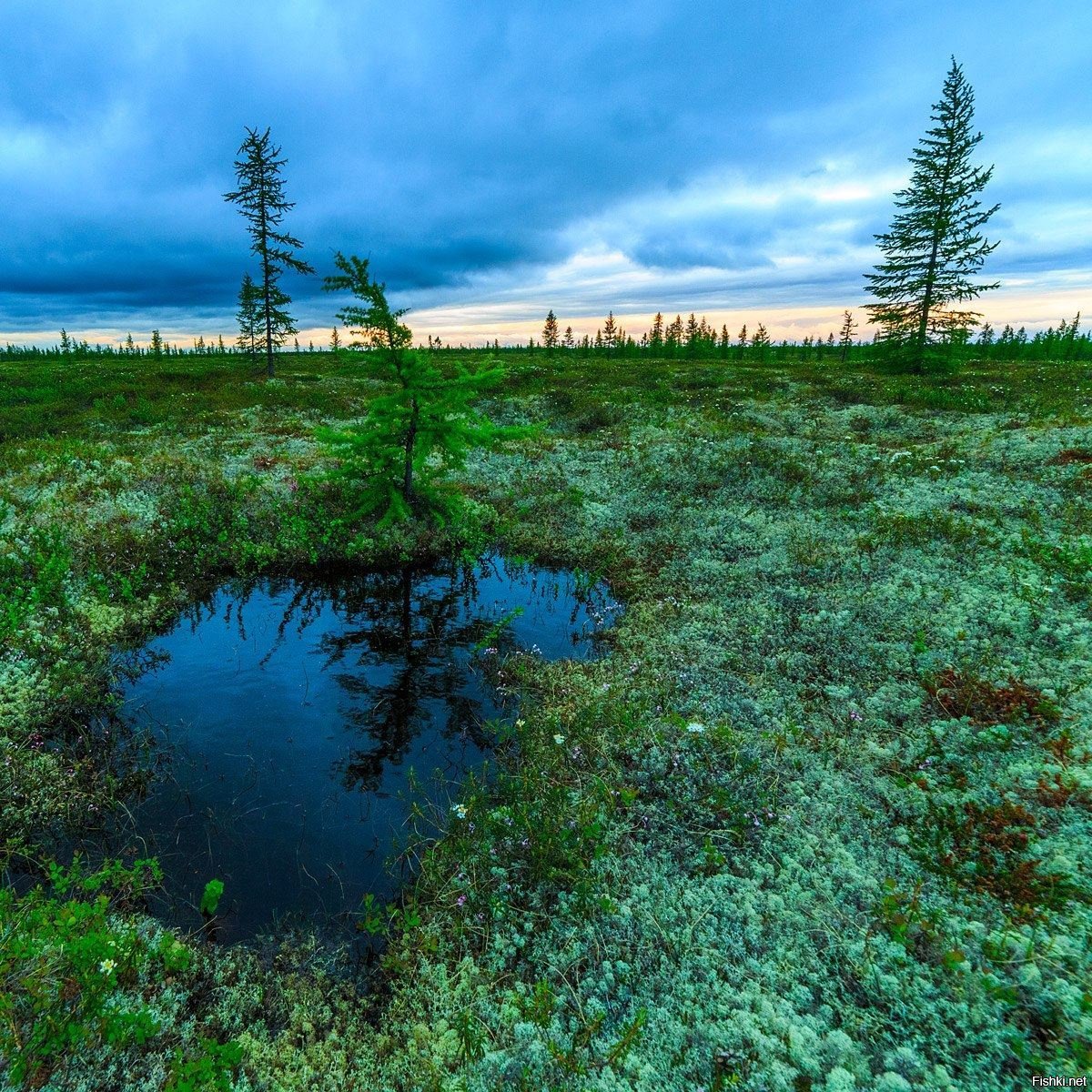 Тундра полуостров Ямал