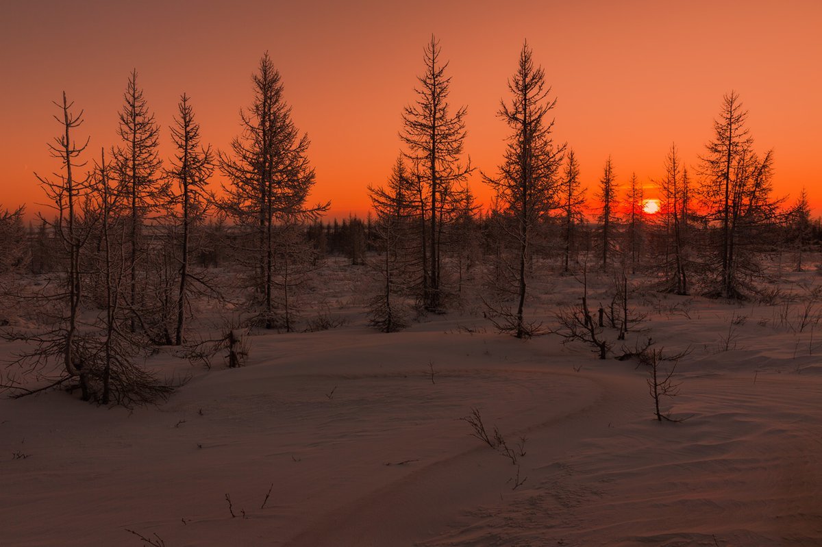 Ненецкий автономный округ Тайга