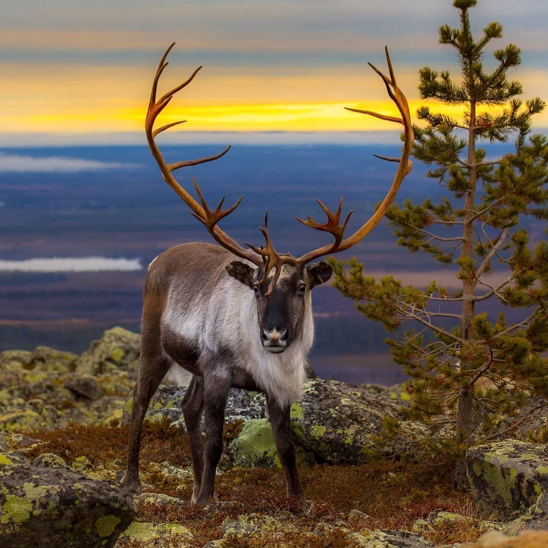 Тундра Ямал лето