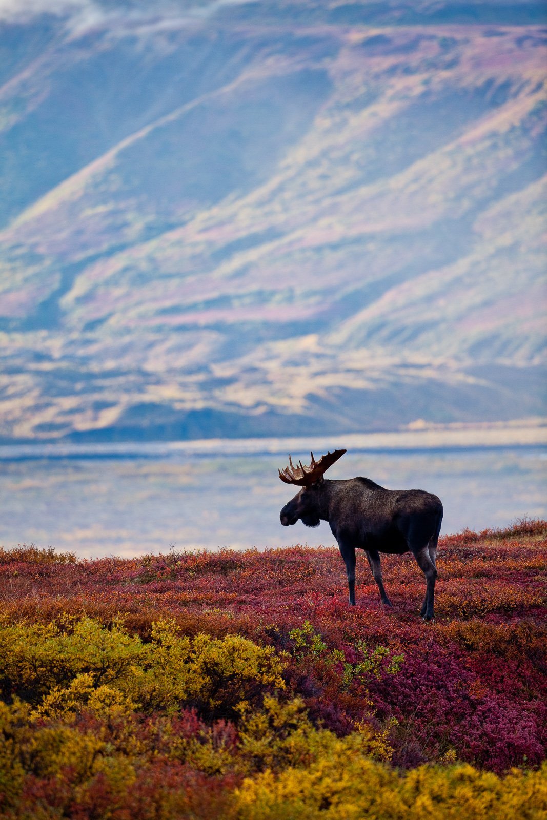 Тундра Ямала