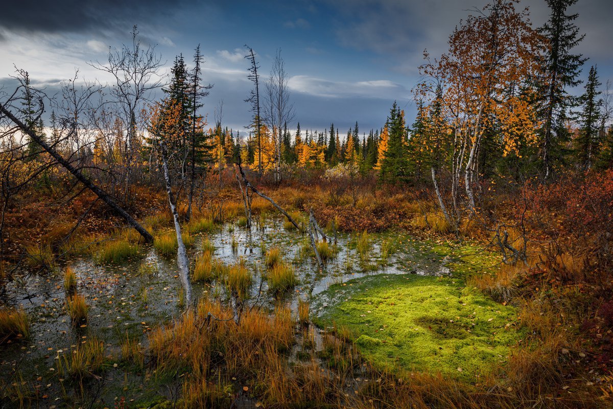 Тайга Кольского полуострова