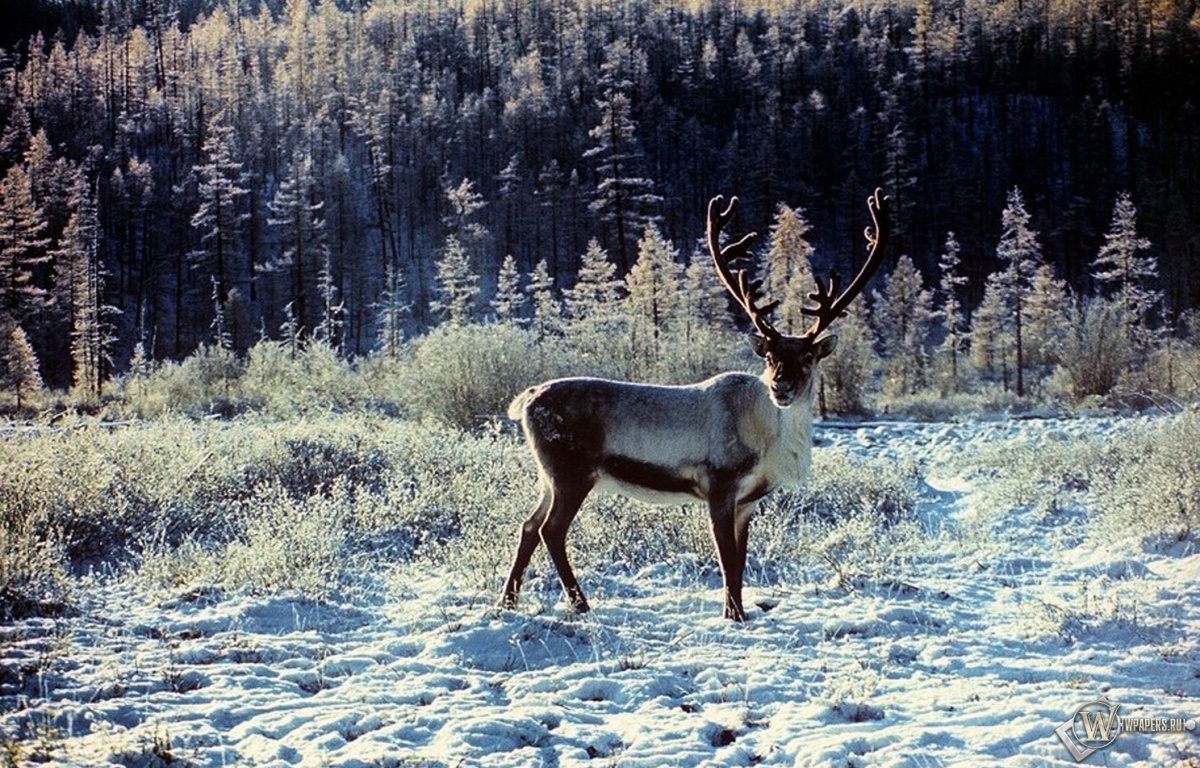 Тундра Ямала осенью