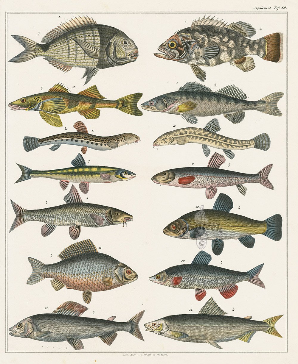 Типы рыб названия. Рыбы средней полосы. Морская Промысловая рыба. Плакат с видами рыб. Рыбы дальнего Востока.