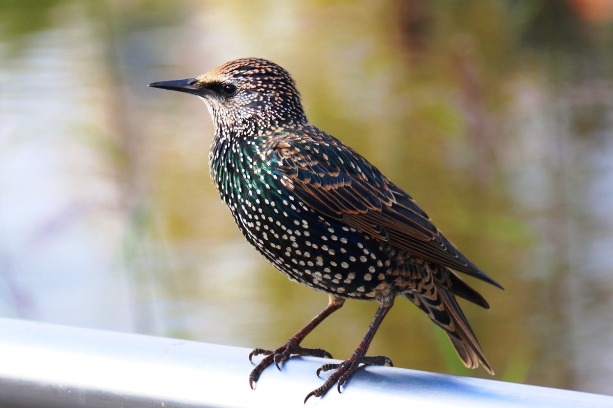 Птица Скворушка осень рисунок