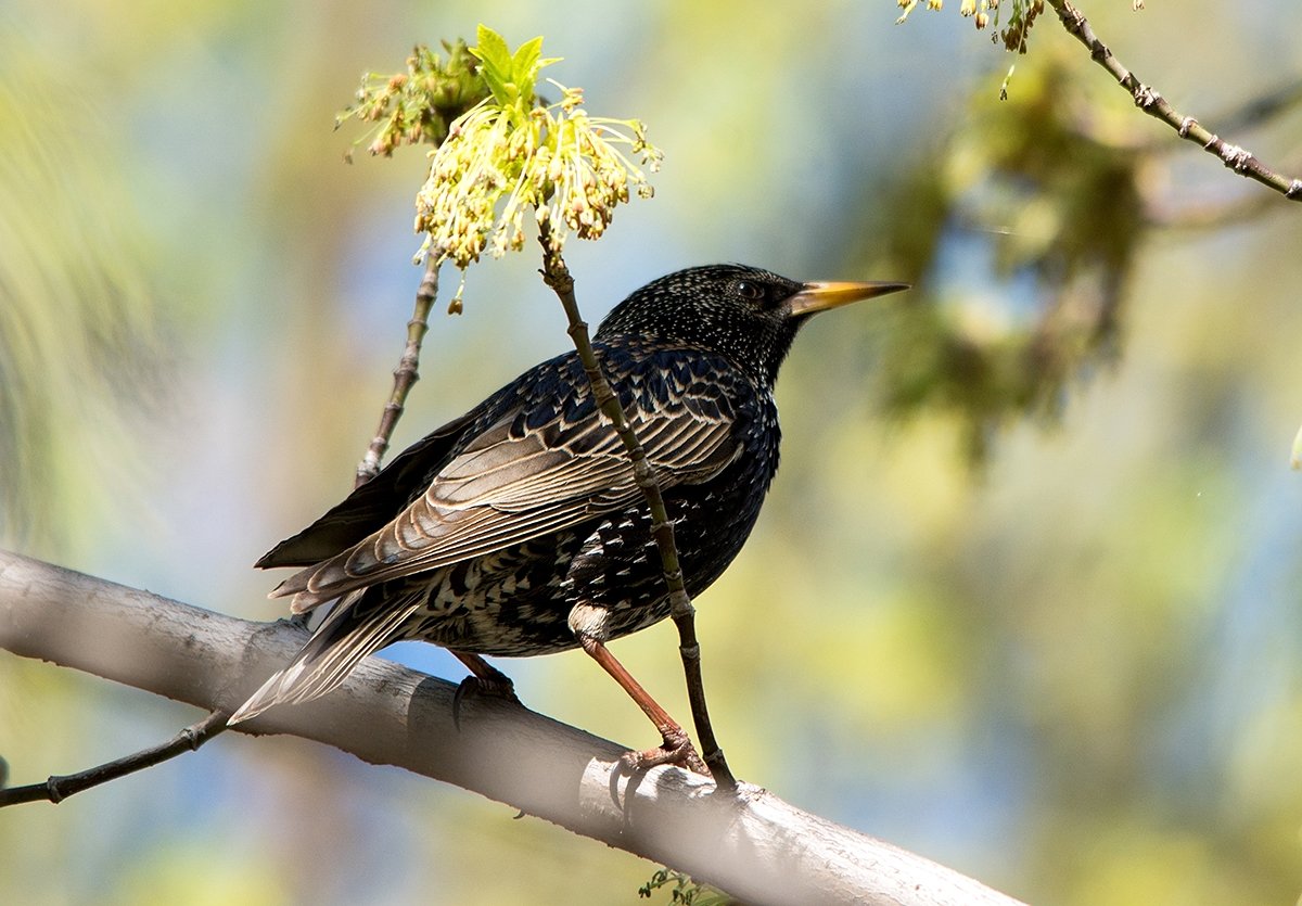 Скворушки скворцы