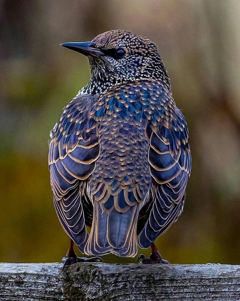 Скворец птица на белом фоне