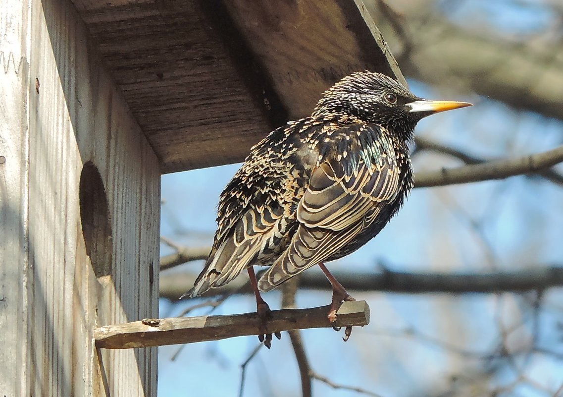 Скворушка фото