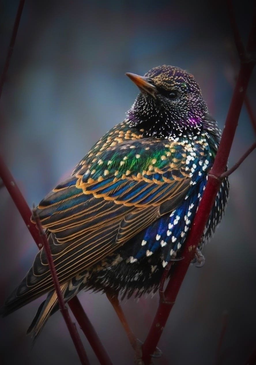 Разноцветные скворечники для детей