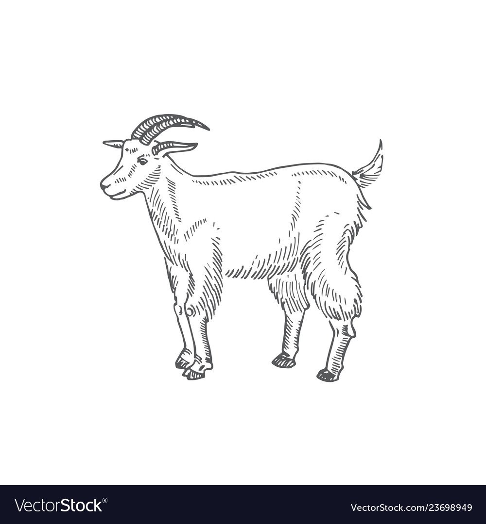 Коза скетч
