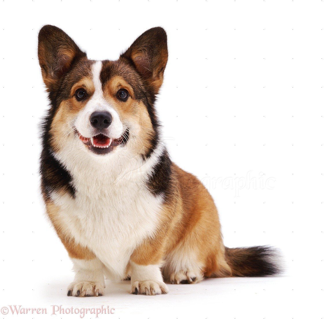 Вельш корги пемброк