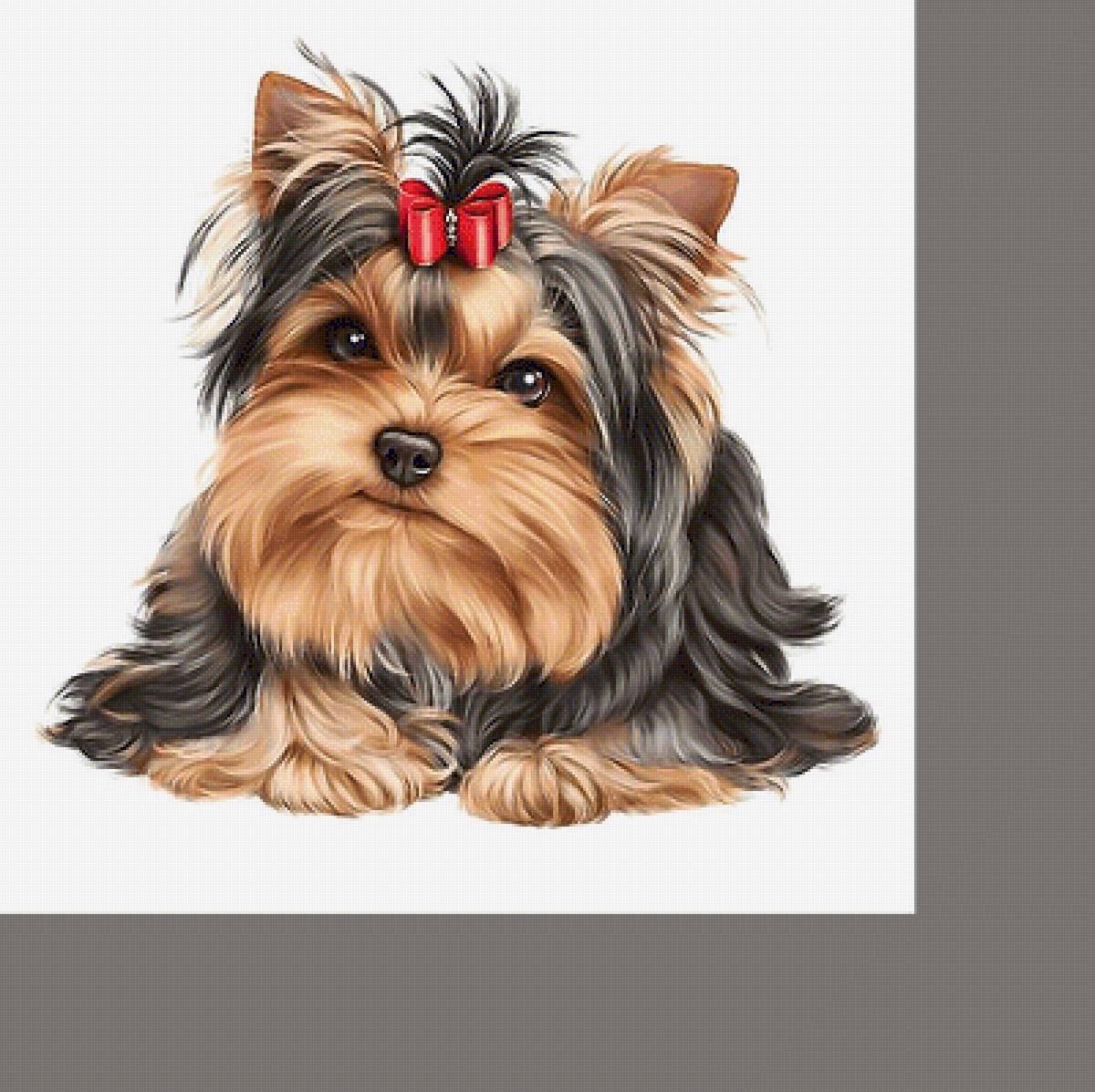 Золотистый ретривер на белом фоне