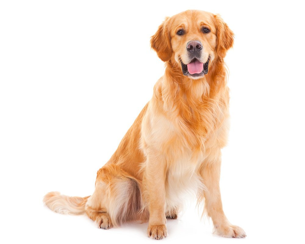 Золотистый ретривер гладкошерстный