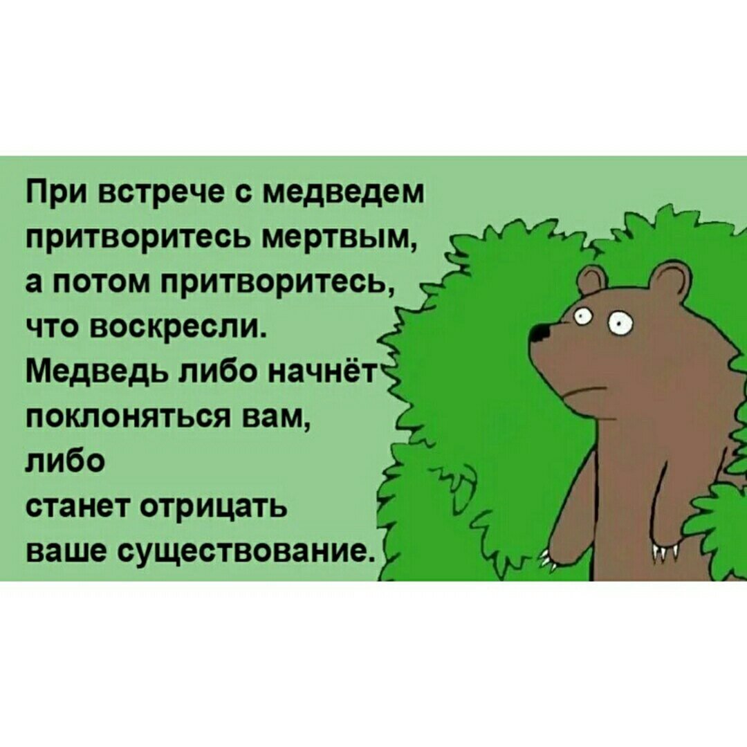 Видетели. Медведь прикол. Если встретил медведя в лесу прикол. Встреча с медведем прикол. Анекдот про медведя.