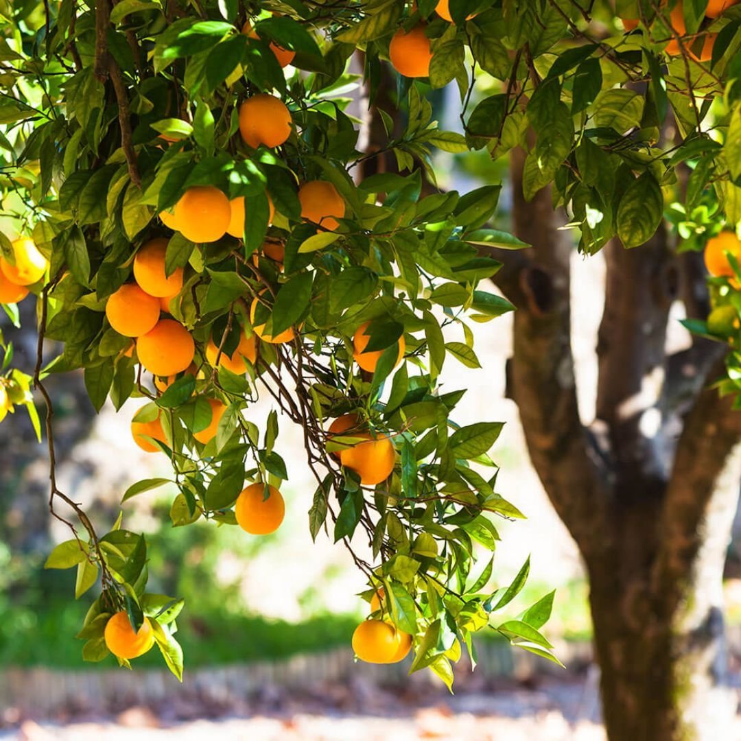 Мандариновое дерево в Абхазии