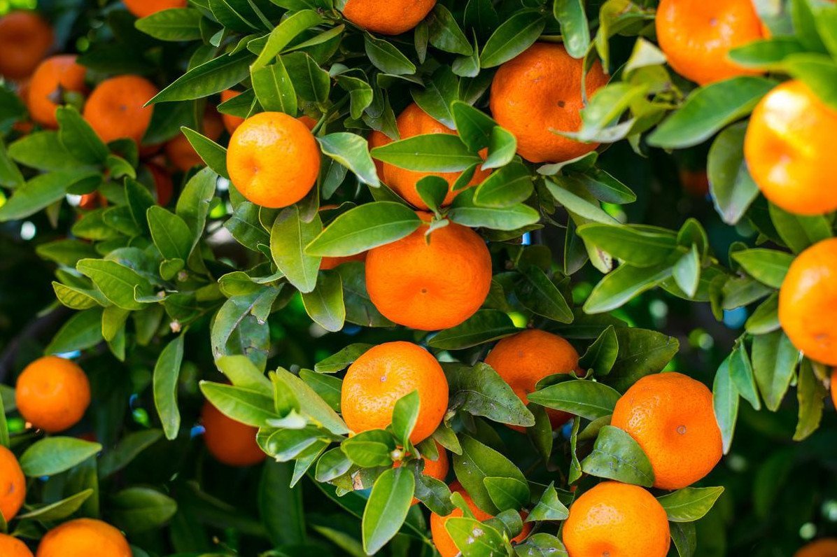 Апельсин (Citrus sinensis)