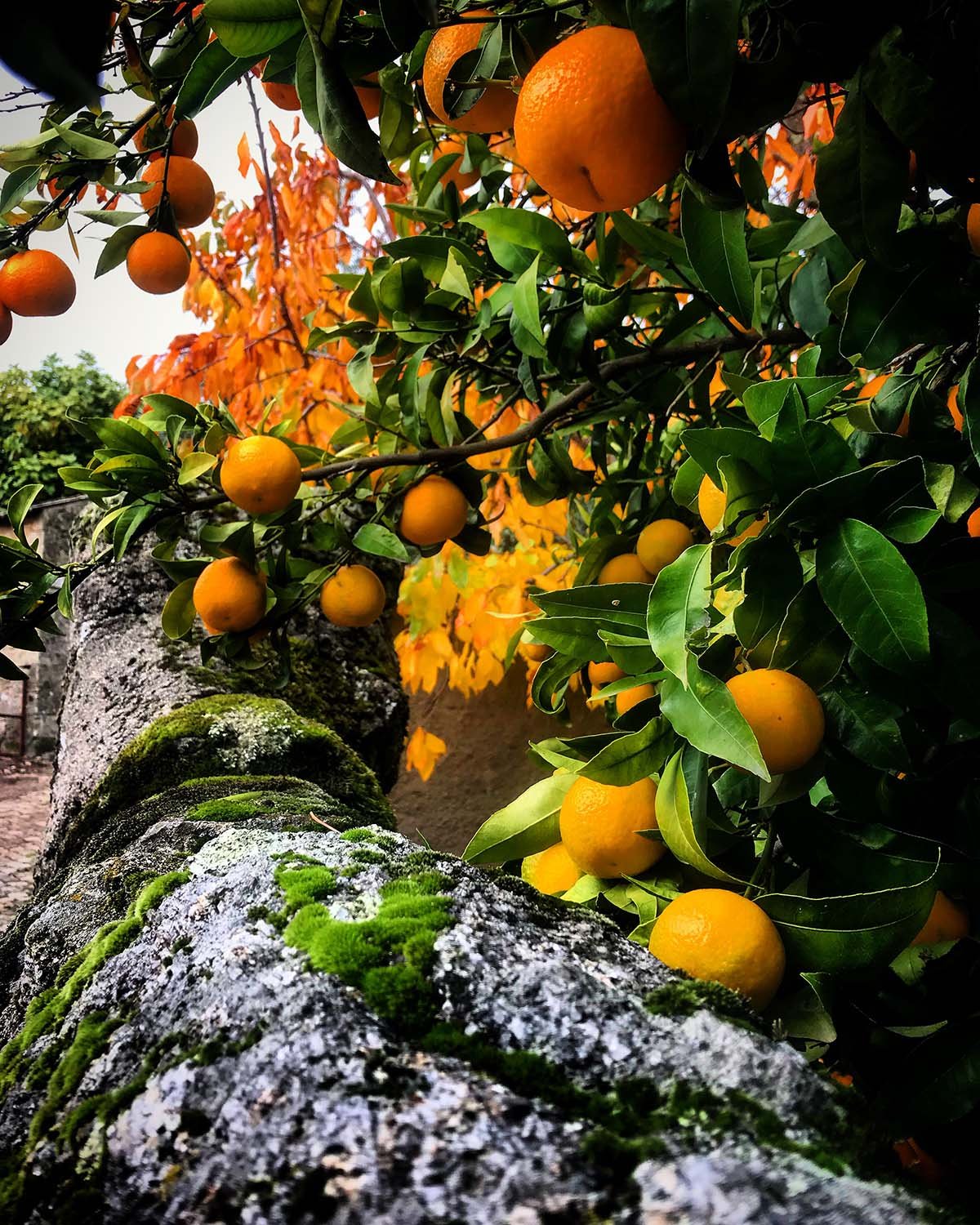 Танжерин и кумкват