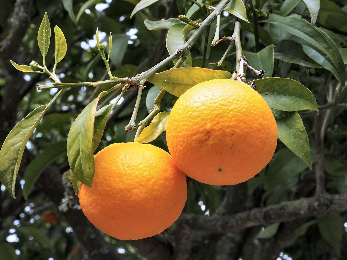 Цитрус мандарин Mandarine