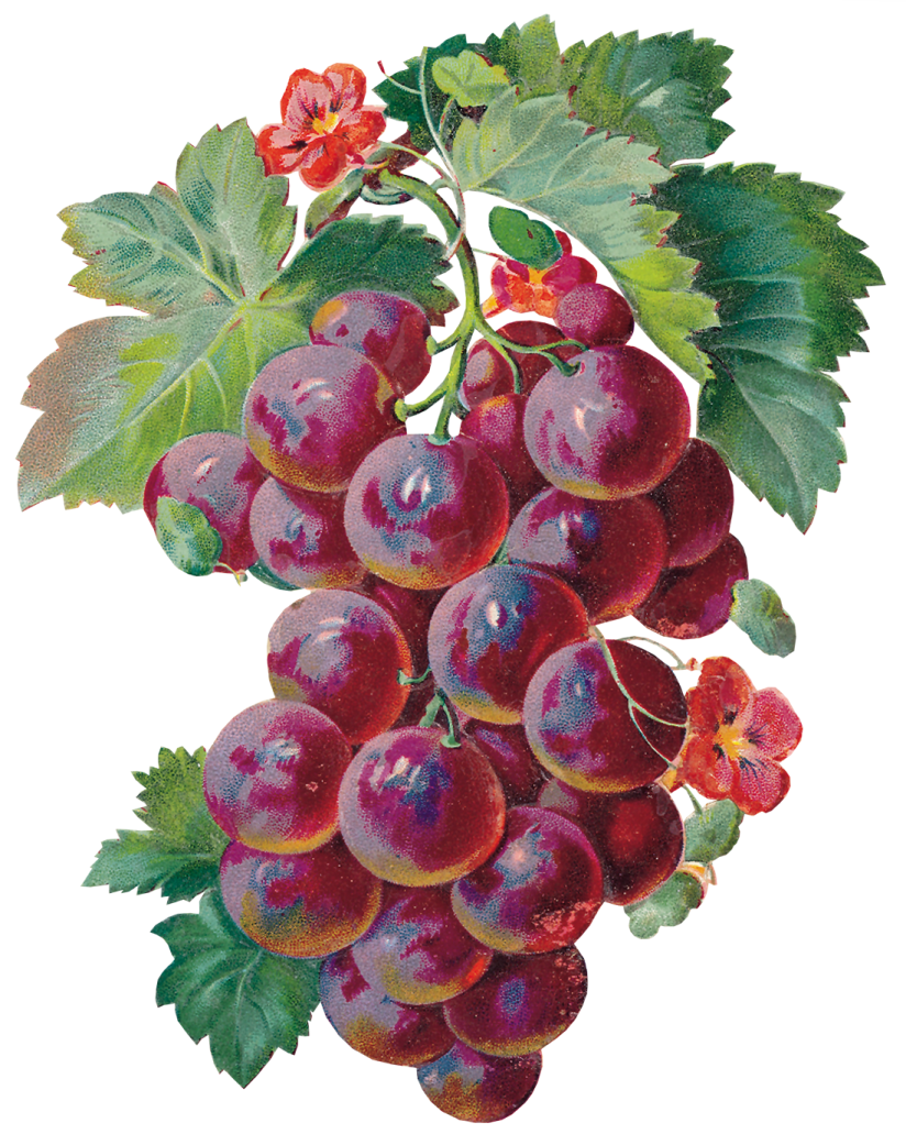 Гроздь винограда акварель