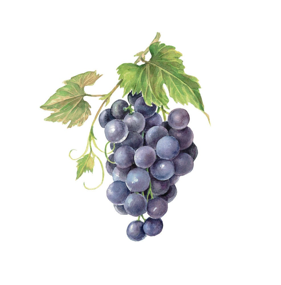 Гроздь винограда вектор