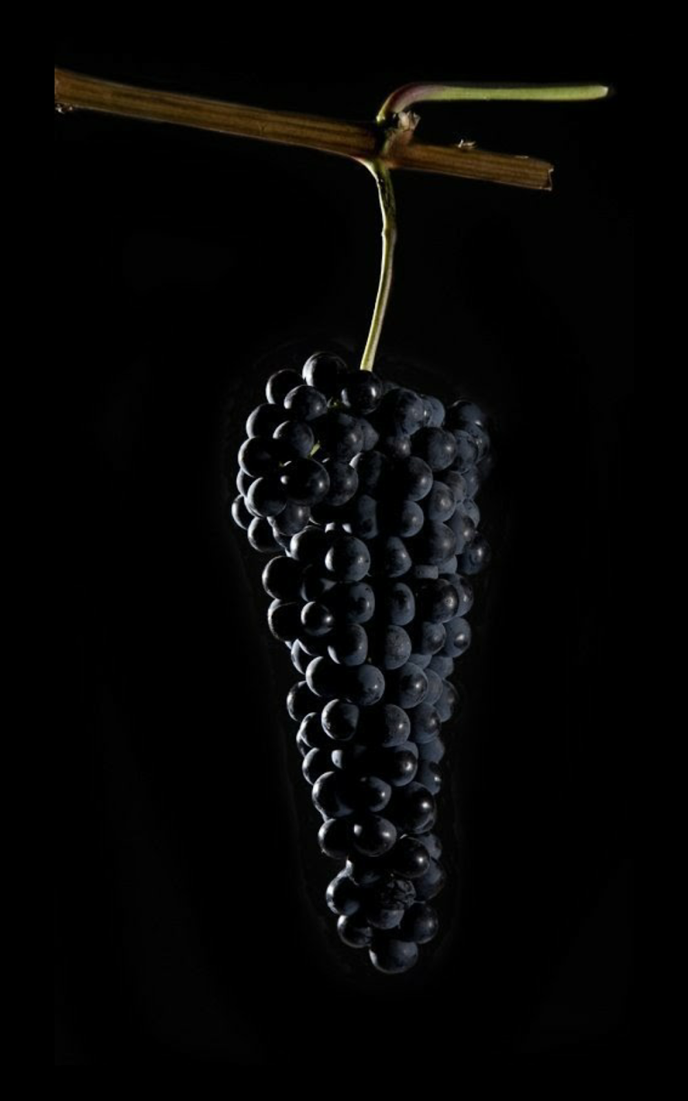 Наклейка - виноград